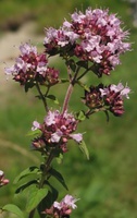 wilde marjolein